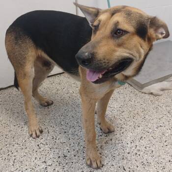 Chuck -  Shepherd and Mixed Breed Dog for Adoption in Hattiesburg, Mississippi - Chuck | PetCurious