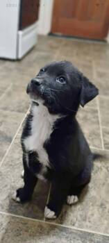 Labrador Retriever Dogs Available for Adoption - Waddles | PetCurious