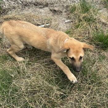 Carmell -  German Shepherd Dog and Mixed Breed Dog for Adoption in Bellingham, Washington - Carmell | PetCurious