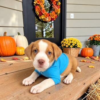 Brew -  Labrador Retriever and Catahoula Leopard Dog Dog for Adoption in Fort Worth, Texas - Brew | PetCurious