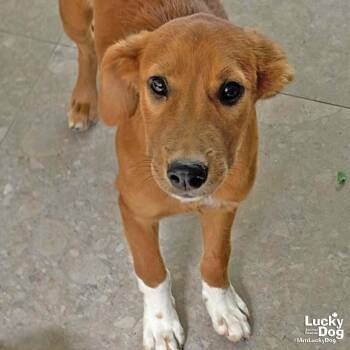 Labrador Retriever Dogs Available for Adoption in Washington, District Of Columbia - Johnson | PetCurious