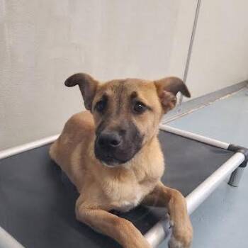 Danny -  Shepherd and Mixed Breed Dog for Adoption in Brownsboro, Alabama - Danny | PetCurious
