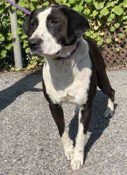 Bernie Mac -  Pit Bull Terrier and Labrador Retriever Dog for Adoption in Mobile, Alabama - Bernie Mac | PetCurious