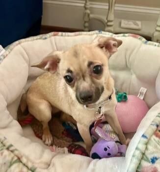 Chihuahua Dogs Available for Adoption in Pittsboro, North Carolina - Oakley | PetCurious