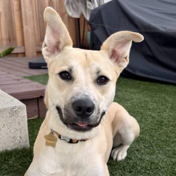 Poppy -  Mixed Breed Dog for Adoption in Los Angeles, California - Poppy | PetCurious
