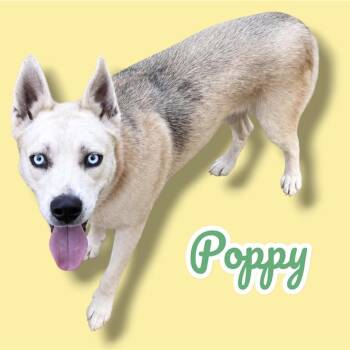 Husky and Mixed Breed Dogs Available for Adoption in Scottsdale, Arizona - Poppy | PetCurious