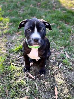 Pit Bull Terrier Dogs Available for Adoption - Affagato | PetCurious