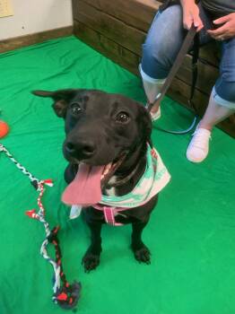 Rescue Black Labrador Retriever Dogs for Adoption in Mason City, Illinois - Jackie | PetCurious