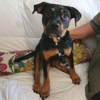 Rescue Rottweiler and Mixed Breed Dogs for Adoption in Ferndale, Michigan - Seals | PetCurious