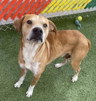 Mars -  Mixed Breed Dog for Adoption in Fort Worth, Texas - Mars | PetCurious