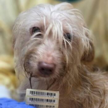 Mixed Breed Dogs Available for Adoption in Charleston, West Virginia - Koopa Troopa | PetCurious