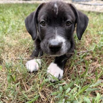 Mini Quiche -  Border Collie and Coonhound Dog for Adoption in Saint Charles, Missouri - Mini Quiche | PetCurious