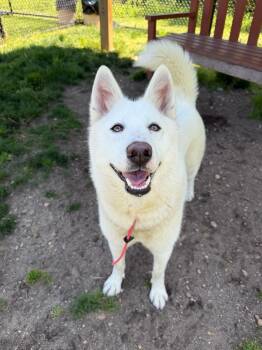 Koi Tag 707 -  Husky Dog for Adoption in Central Islip, New York - Koi Tag 707 | PetCurious