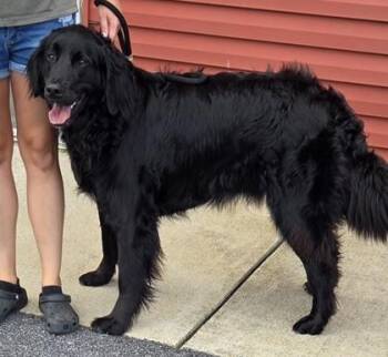 Linus -  Bernese Mountain Dog and Golden Retriever Dog for Adoption in Malvern, Pennsylvania - Linus | PetCurious