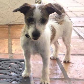 Zoomie -  Terrier and Mixed Breed Dog for Adoption in Corpus Christi, Texas - Zoomie | PetCurious