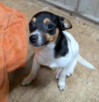 Vinny -  Jack Russell Terrier and Rat Terrier Dog for Adoption in Watertown, Connecticut - Vinny | PetCurious