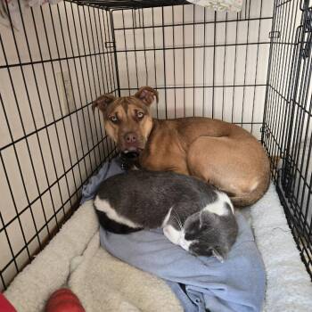 Yasmin -  Pit Bull Terrier Dog for Adoption in Shiloh, Illinois - Yasmin | PetCurious
