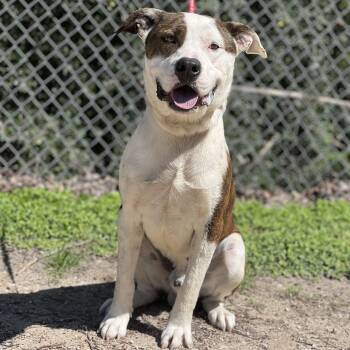 American Bulldog and American Staffordshire Terrier Dogs Available for Adoption in Madisonville, Texas - Ringo | PetCurious