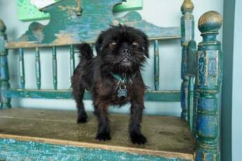 Chewy -  Brussels Griffon and Pug Dog for Adoption in San Antonio, Texas - Chewy | PetCurious