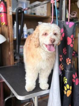 Cockapoo Dogs Available for Adoption in Lafayette, California - Lady | PetCurious
