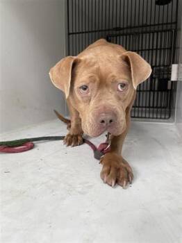 Staffordshire Bull Terrier Dogs Available for Adoption in Houston, Texas - LILBITH | PetCurious