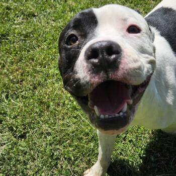 Pit Bull Terrier Dogs Available for Adoption in Benton Harbor, Michigan - Rucker | PetCurious