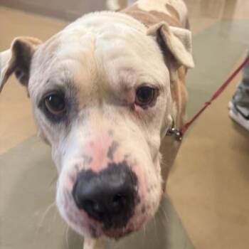 Bulma -  Mixed Breed Dog Available for Adoption in Winston-salem, North Carolina - Bulma | PetCurious