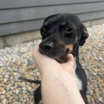 Pippin -  Dachshund Dog for Adoption in St. Louis, Missouri - Pippin | PetCurious