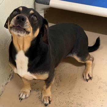 Alvin -  Dachshund and Mixed Breed Dog for Adoption in Tuscaloosa, Alabama - Alvin | PetCurious