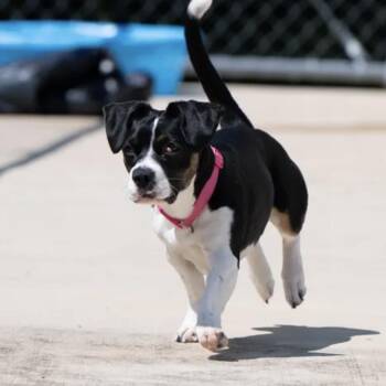 Cherry -  Basset Hound and Beagle Dog for Adoption in Portland, Oregon - Cherry | PetCurious