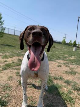German Shorthaired Pointer Dogs Available for Adoption - Odin | PetCurious