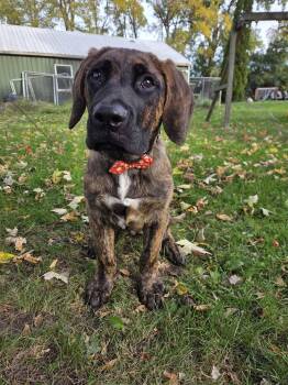 Diego -  Presa Canario Dog for Adoption in Appin, Ontario - Diego | PetCurious