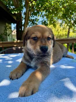 Belgian Shepherd Malinois and German Shepherd Dog Dogs Available for Adoption in San Antonio, Texas - Sonny | PetCurious