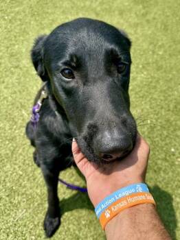 Buck -  Mixed Breed Dog for Adoption in Wichita, Kansas - Buck | PetCurious