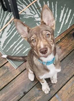 Foxy -  Mixed Breed Dog for Adoption in Montreal, Quebec - Foxy | PetCurious