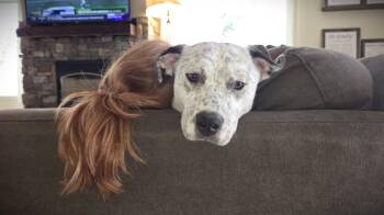 Catahoula Leopard Dog Dogs Available for Adoption - Ariel | PetCurious