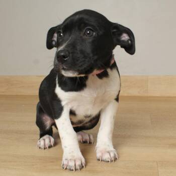 Shepherd and Pit Bull Terrier Dogs Available for Adoption in Minnetonka, Minnesota - Paddle D68839 | PetCurious