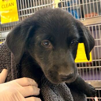 Warlock -  Labrador Retriever and Collie Dog for Adoption in Woodinville, Washington - Warlock | PetCurious