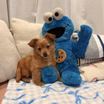 Pomeranian and Chihuahua Dogs Available for Adoption - Rio | PetCurious