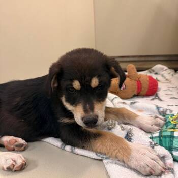 Katsu -  Shepherd and Mixed Breed Dog for Adoption in Flagstaff, Arizona - Katsu | PetCurious