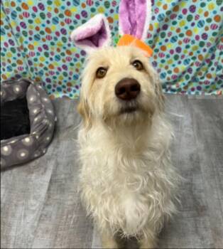 Poodle and Retriever Dogs Available for Adoption in Thompson Falls, Montana - Opal | PetCurious