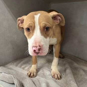 Nurse Dana -  Pit Bull Terrier Dog for Adoption in Northbrook, Illinois - Nurse Dana | PetCurious