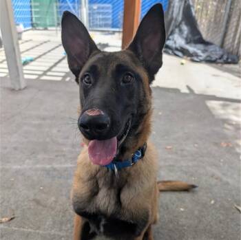 ROCKY -  Belgian Shepherd Malinois Dog for Adoption in Alameda, California - ROCKY | PetCurious