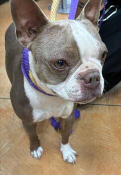 A780162 -  Boston Terrier Dog for Adoption in Rancho Cucamonga, California - A780162 | PetCurious