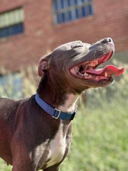 Rescue Pit Bull Terrier Dogs for Adoption in Eagle, Idaho - Beast **Courtesy Post. Out Of Town Pet. See Below For Details** | PetCurious