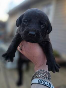 Terrier Dogs Available for Adoption - Rapunzel 26D-059 | PetCurious