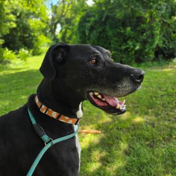 Ragnar -  Great Dane Dog for Adoption in Huntsville, Alabama - Ragnar | PetCurious