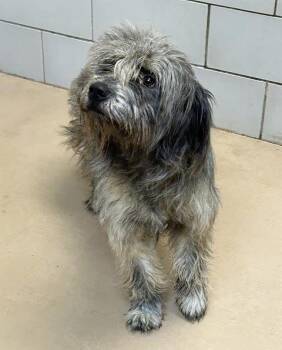 Schmear -  Mixed Breed Dog for Adoption in Nashville, Tennessee - Schmear | PetCurious