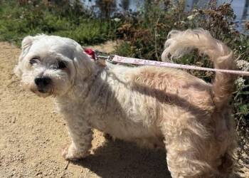Coconut -  Maltese Dog for Adoption in Berkeley, California - Coconut | PetCurious