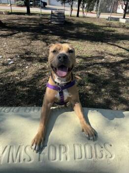 Pit Bull Terrier Dogs Available for Adoption - Quin | PetCurious